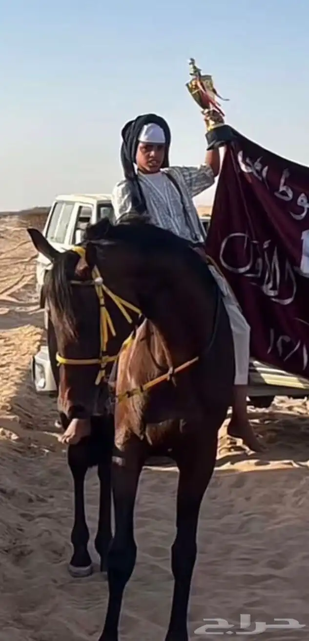 حصان شيخ للبيع 3