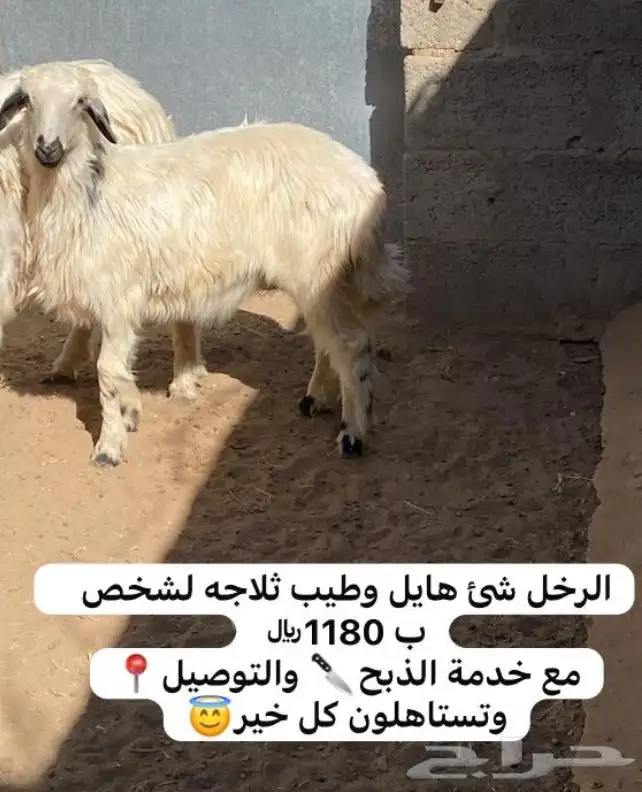 رخل بلديه كفو 0