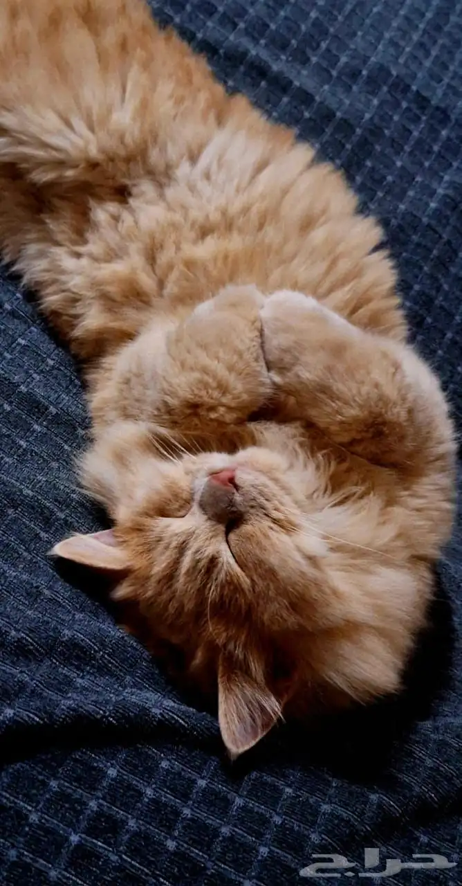 قط لي التبني 0