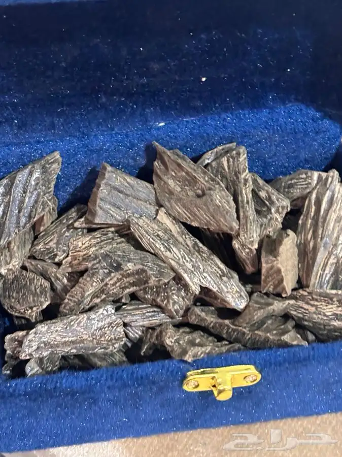 عود كلمنتان 1