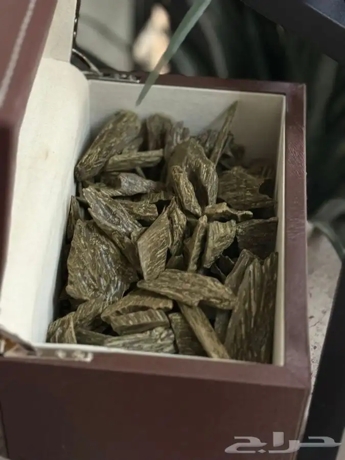 عود كلمنتان 5