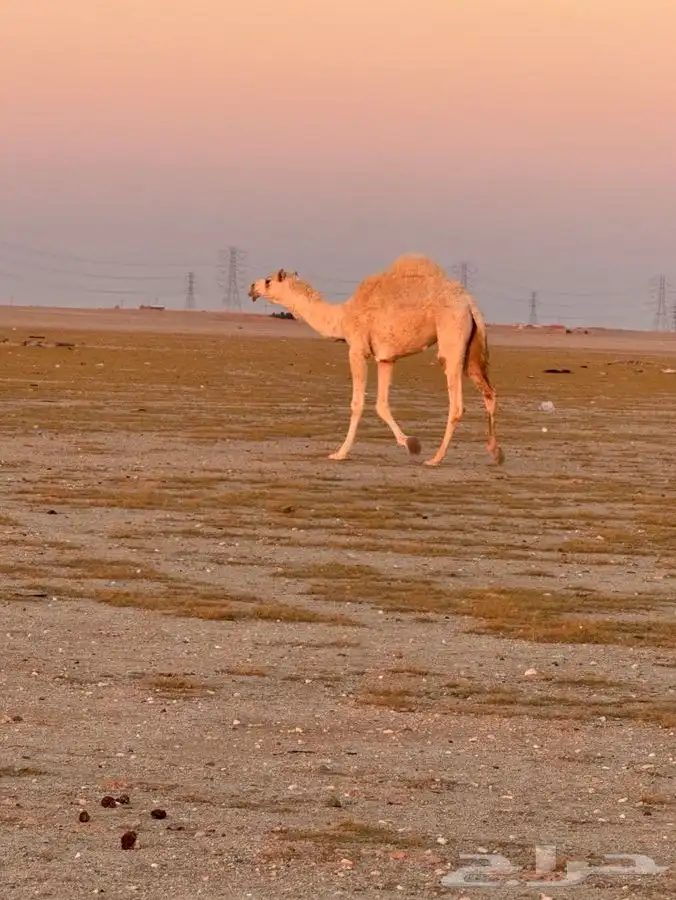 بكره للبيع 0