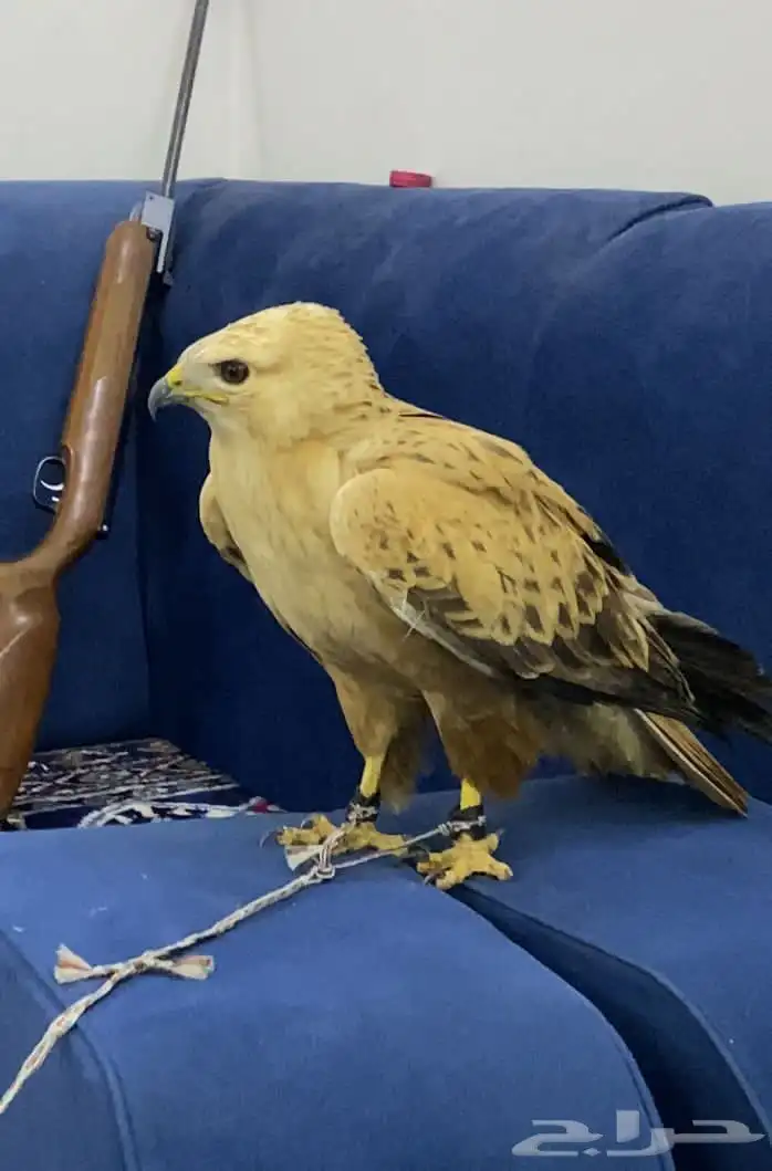 الطير للبيع 2