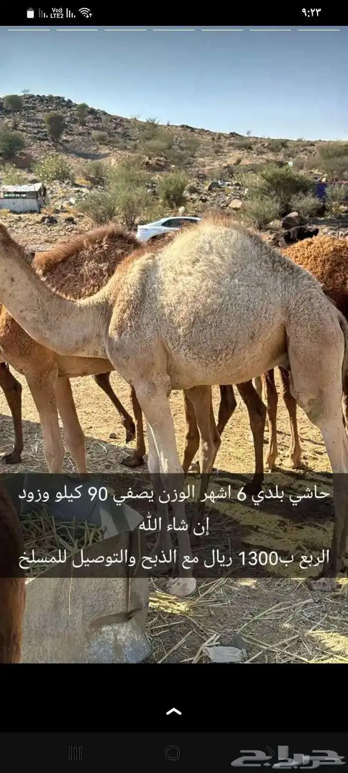 حاشي بلدي للبيع 2