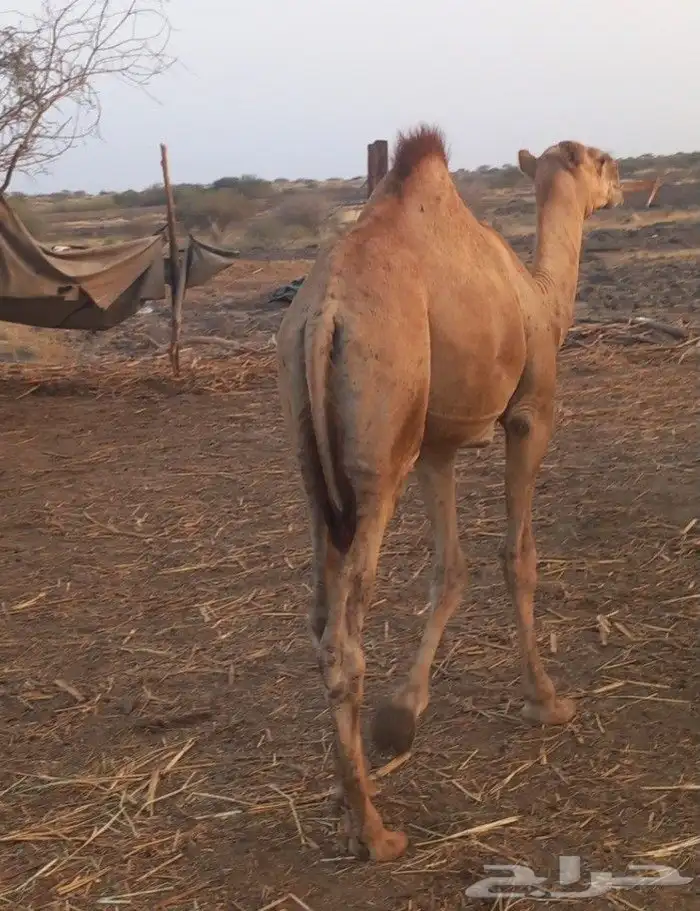 ماشاء الله تبارك الله 0