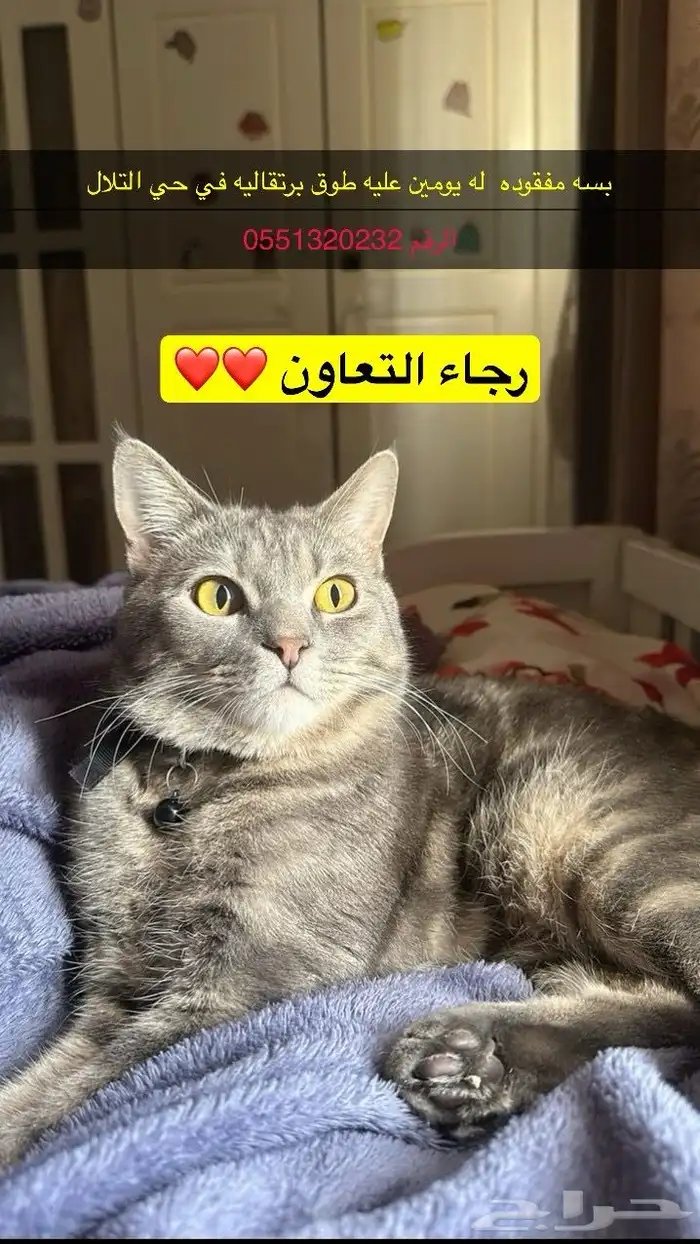 بسه مفقوده شيرازي في حي التلال 0