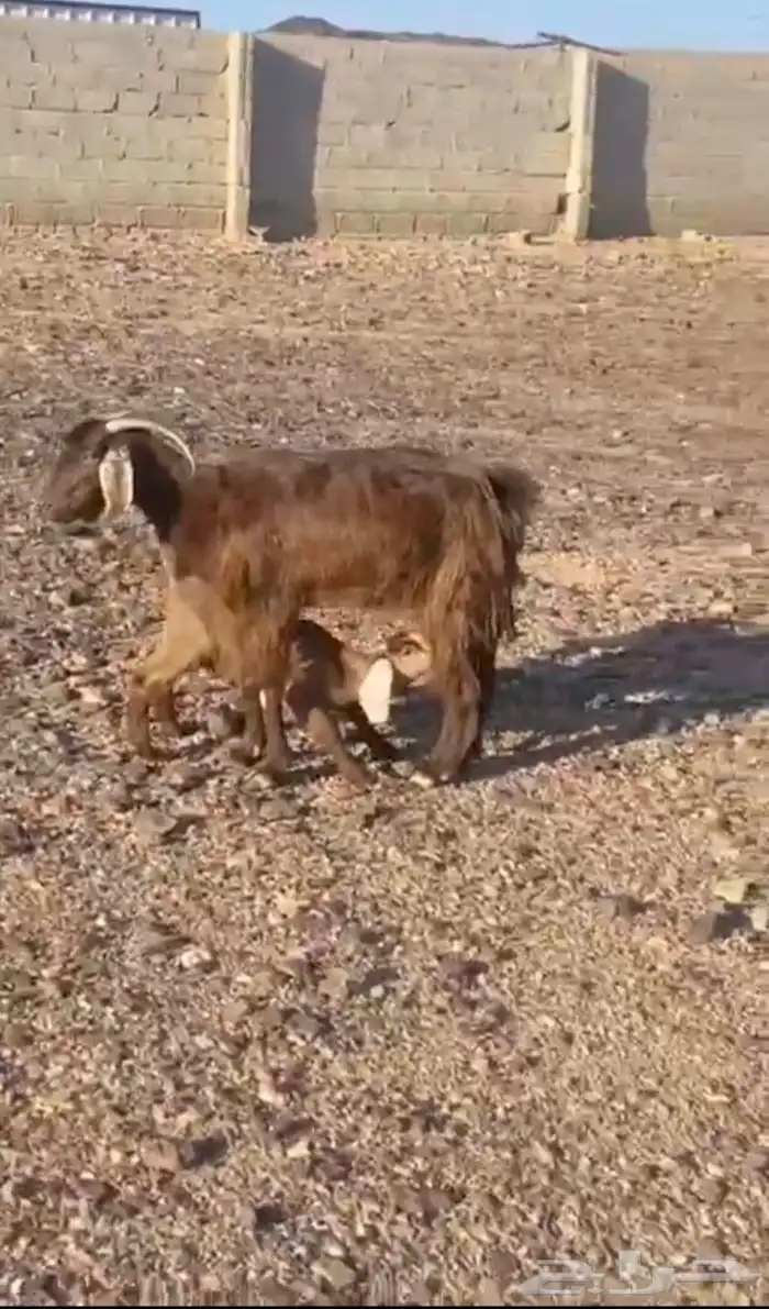 عنز خلفه تم البيع 0