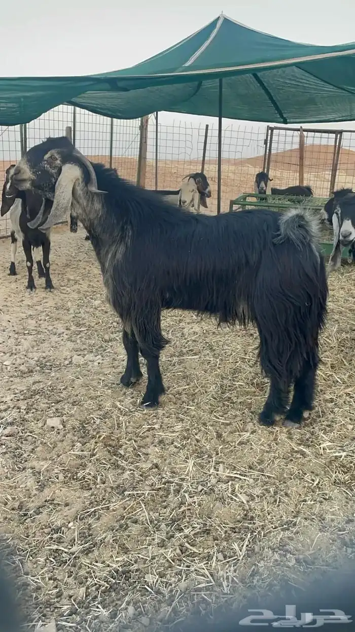 تيس عارضي فحل شرط 0