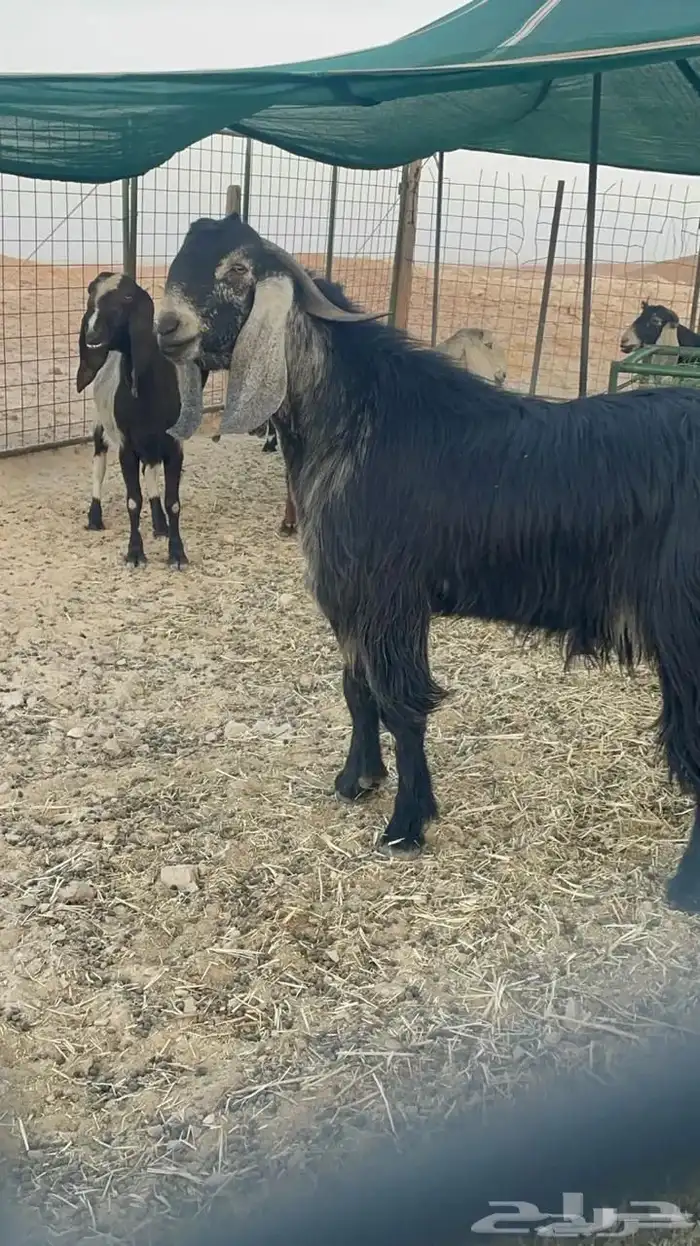 تيس عارضي فحل شرط 1