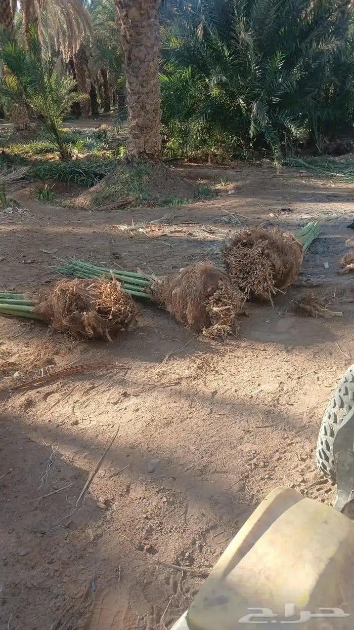 نخل للبيع في جده ومكه المكرمه وطايف 2