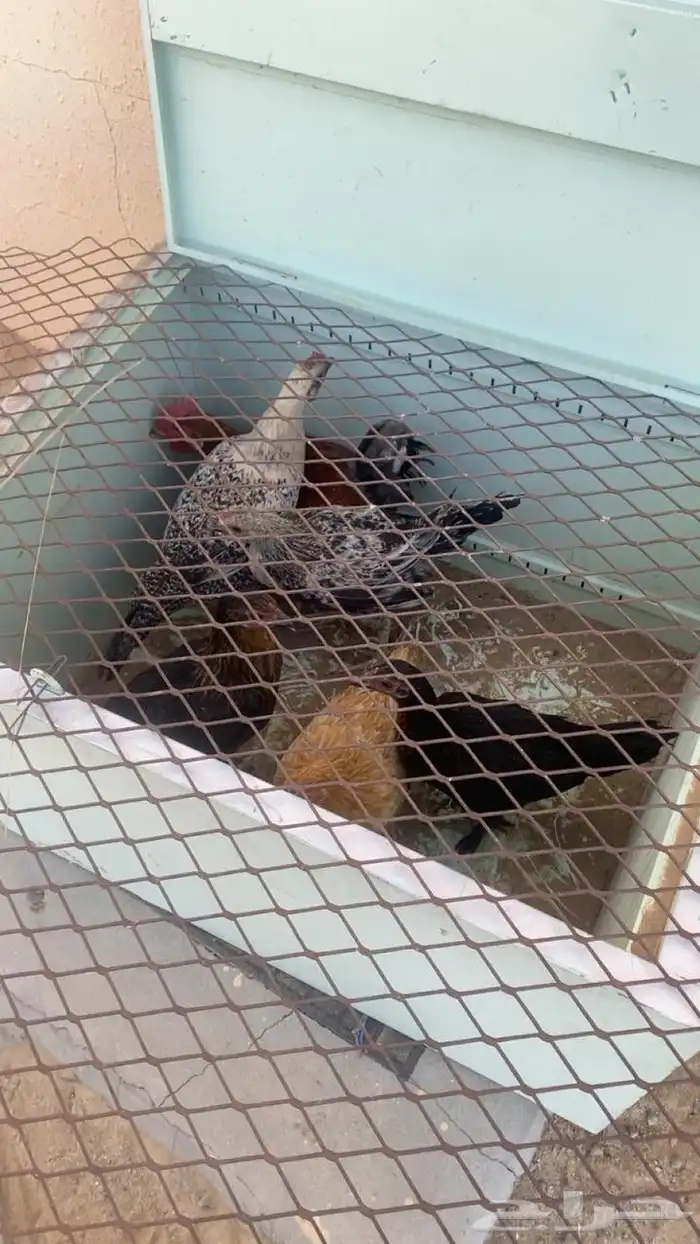 دجاج للبيع 0