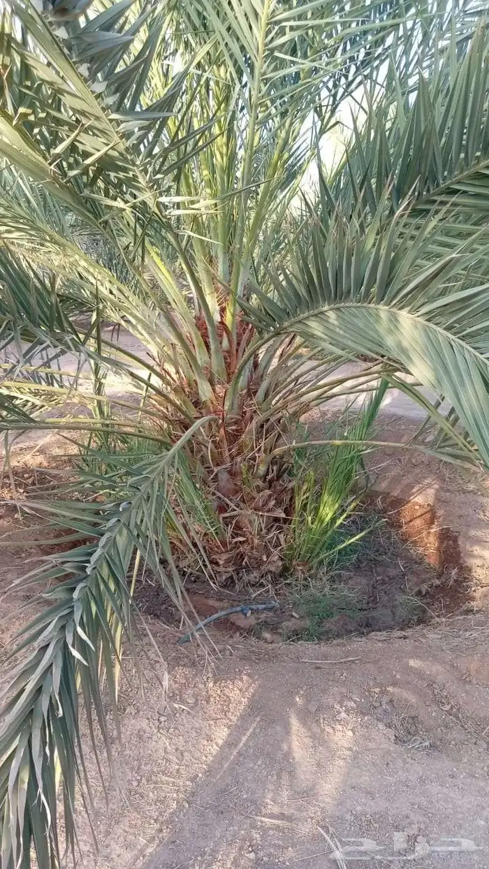 نخل وجثايث نخل القصيم مثمر جثايث سكري مجدول لبانه صقعي 1