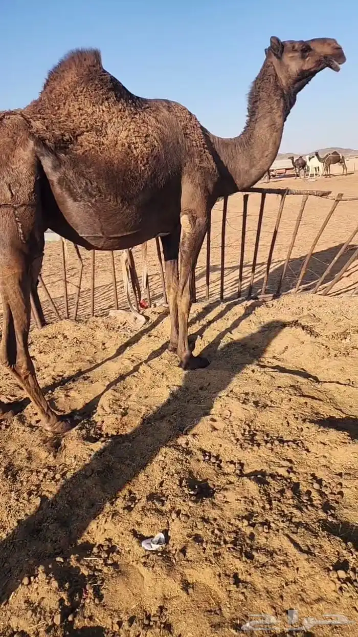 لقحات مقاريب 3