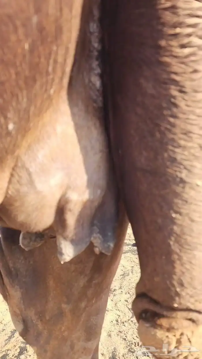 لقحات مقاريب 4