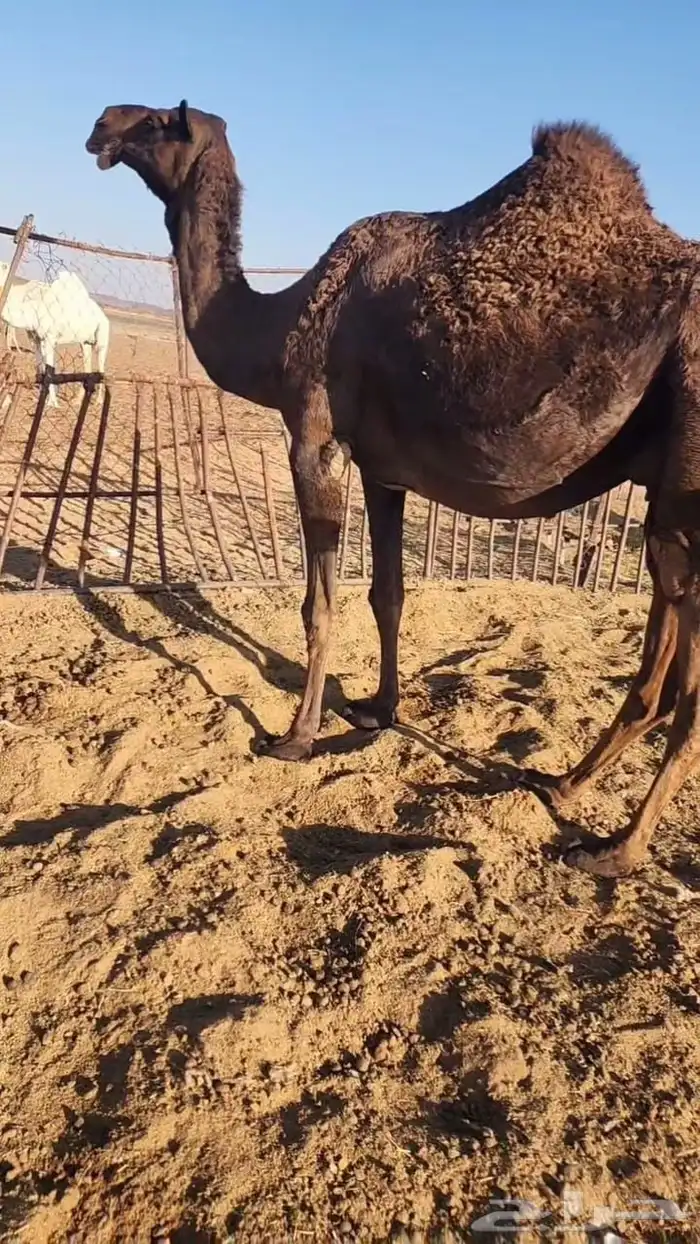 لقحات مقاريب 2