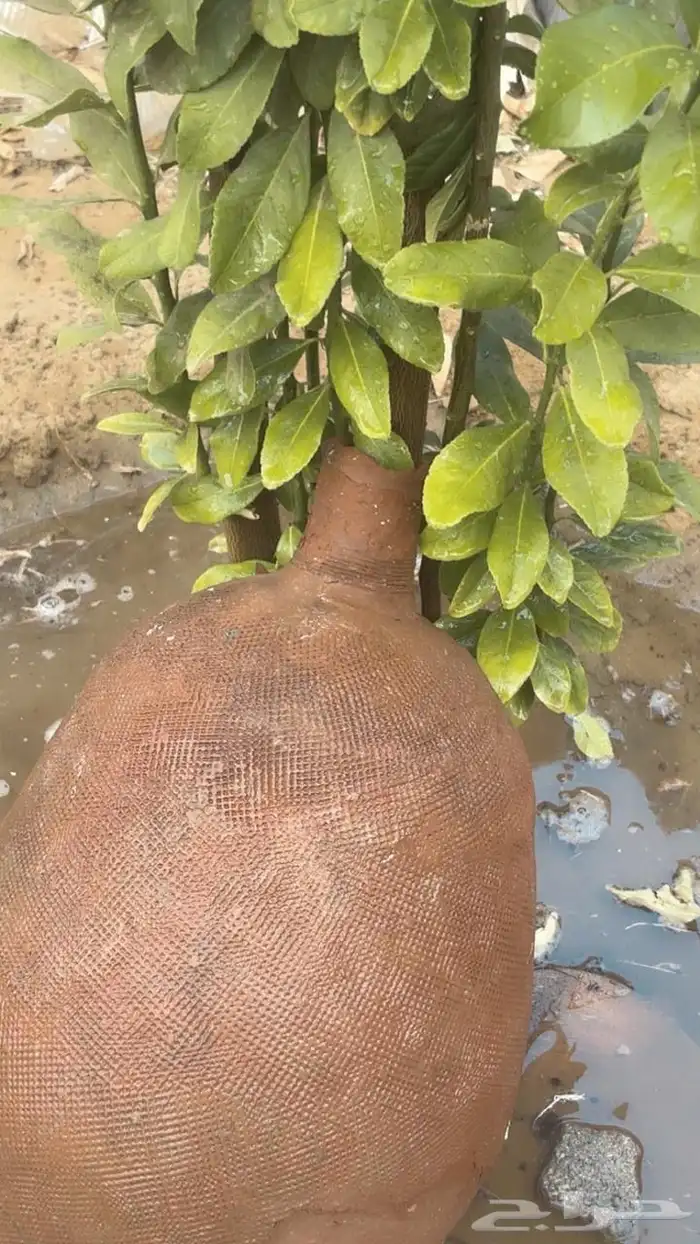 يوجد لدي فضه جنيه سعودي من عهد الملك عبدالعزيز الله يرحمه 1