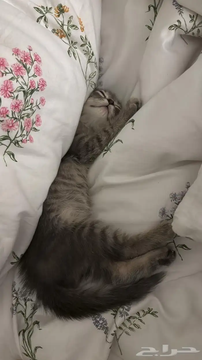 كيتن سكوتش فولد 1