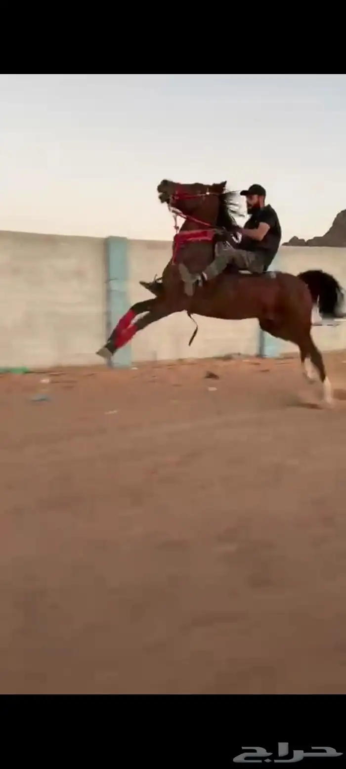 حصان شعبي طرب 6