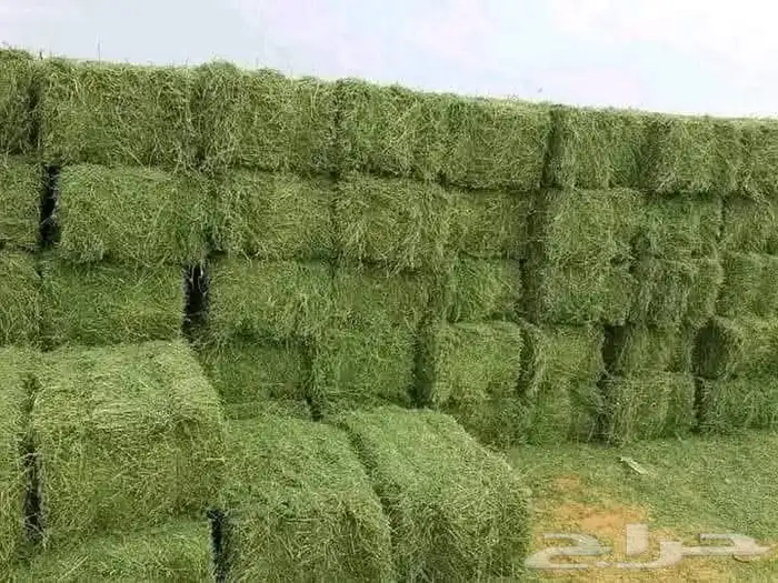 برسيم صافي ورق 0