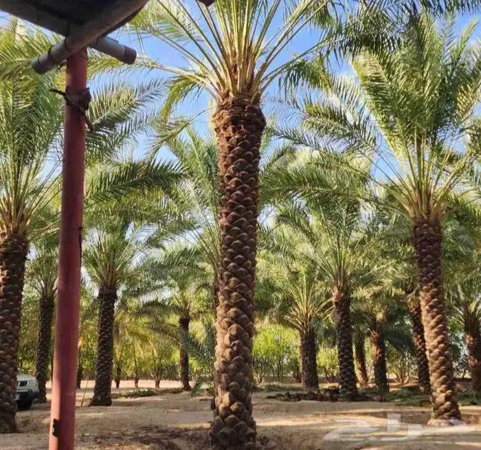 نخل للبيع في جده ومكه المكرمه وطايف 6