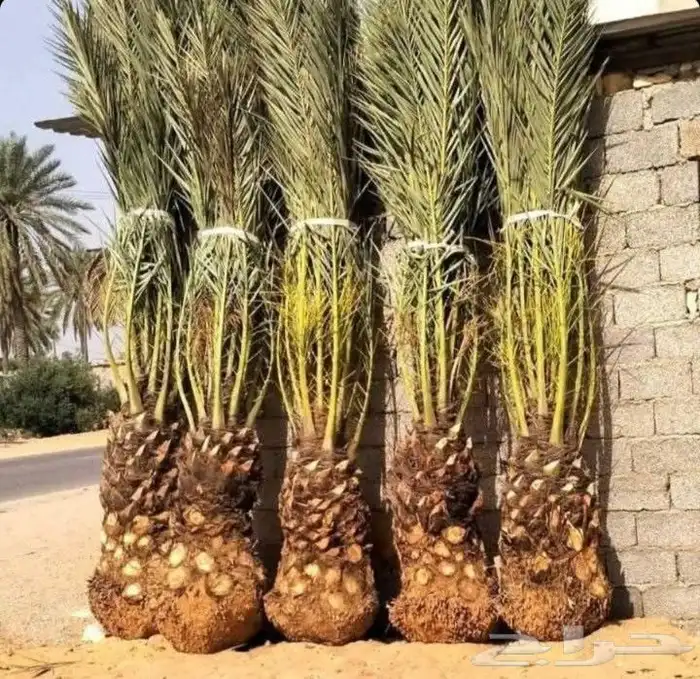 نخل للبيع في جده ومكه المكرمه وطايف 4