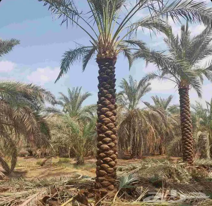 نخل للبيع في جده ومكه المكرمه وطايف 5