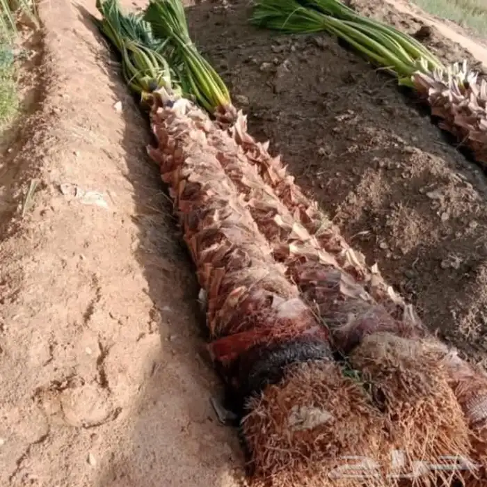 نخيل واشنطني زينه لبيع 0