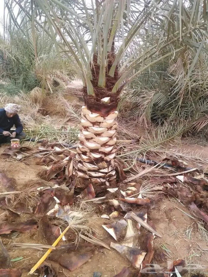 توريد نخيل تركيب نخيل زراعة نخيل 13