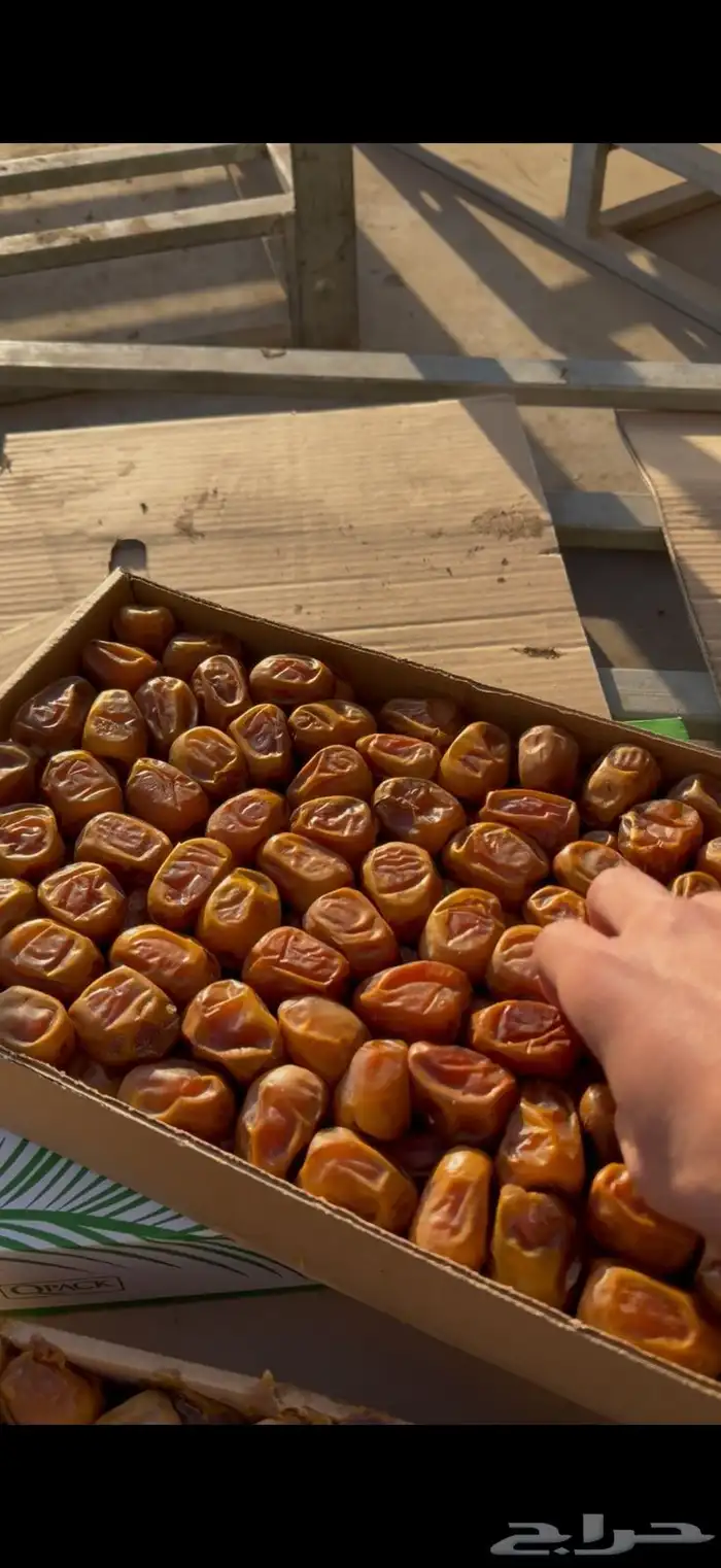 تصدير جميع التمور المدينة القصيم 4