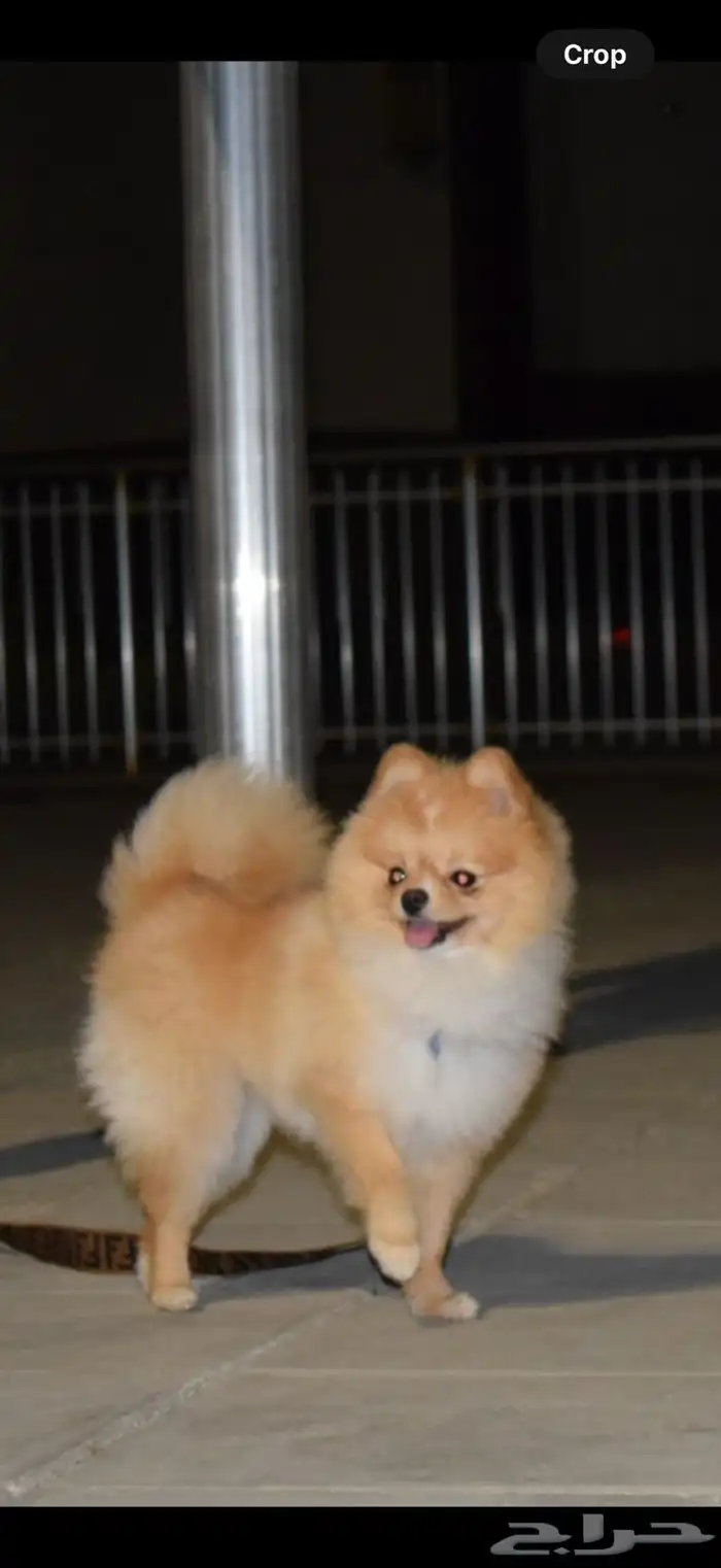 تيدي فايس Pomeranian بوميرانيان 1