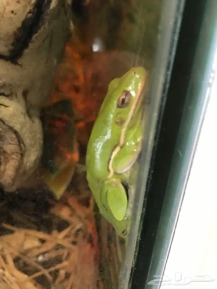 ضفدع الشجرة tree frog 1