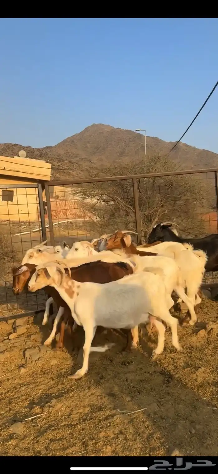 ماعز بيشيات 0