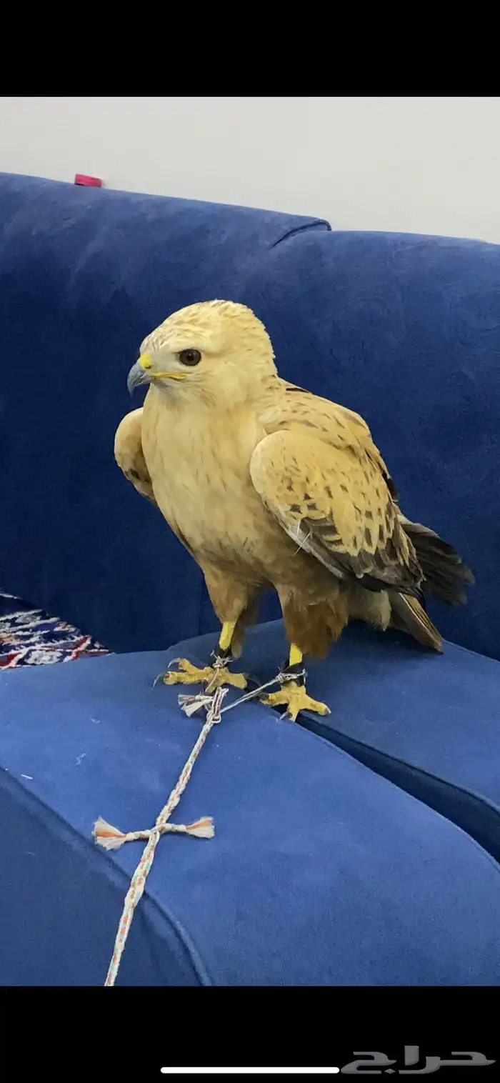 الطير للبيع 1