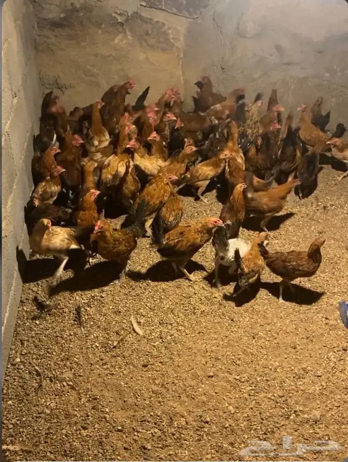 دجاج بلدي للبيع 0