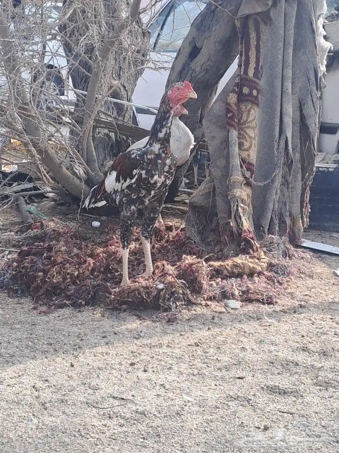 ديك باكستاني سندي 0