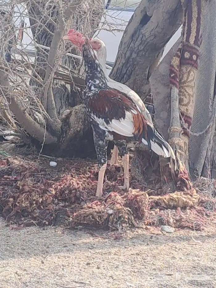 ديك باكستاني سندي 1