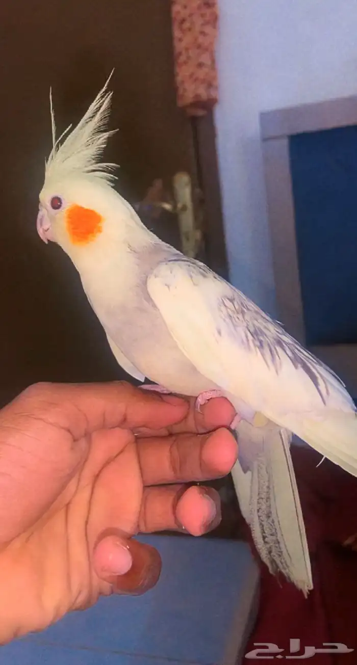 كروان اليف 0