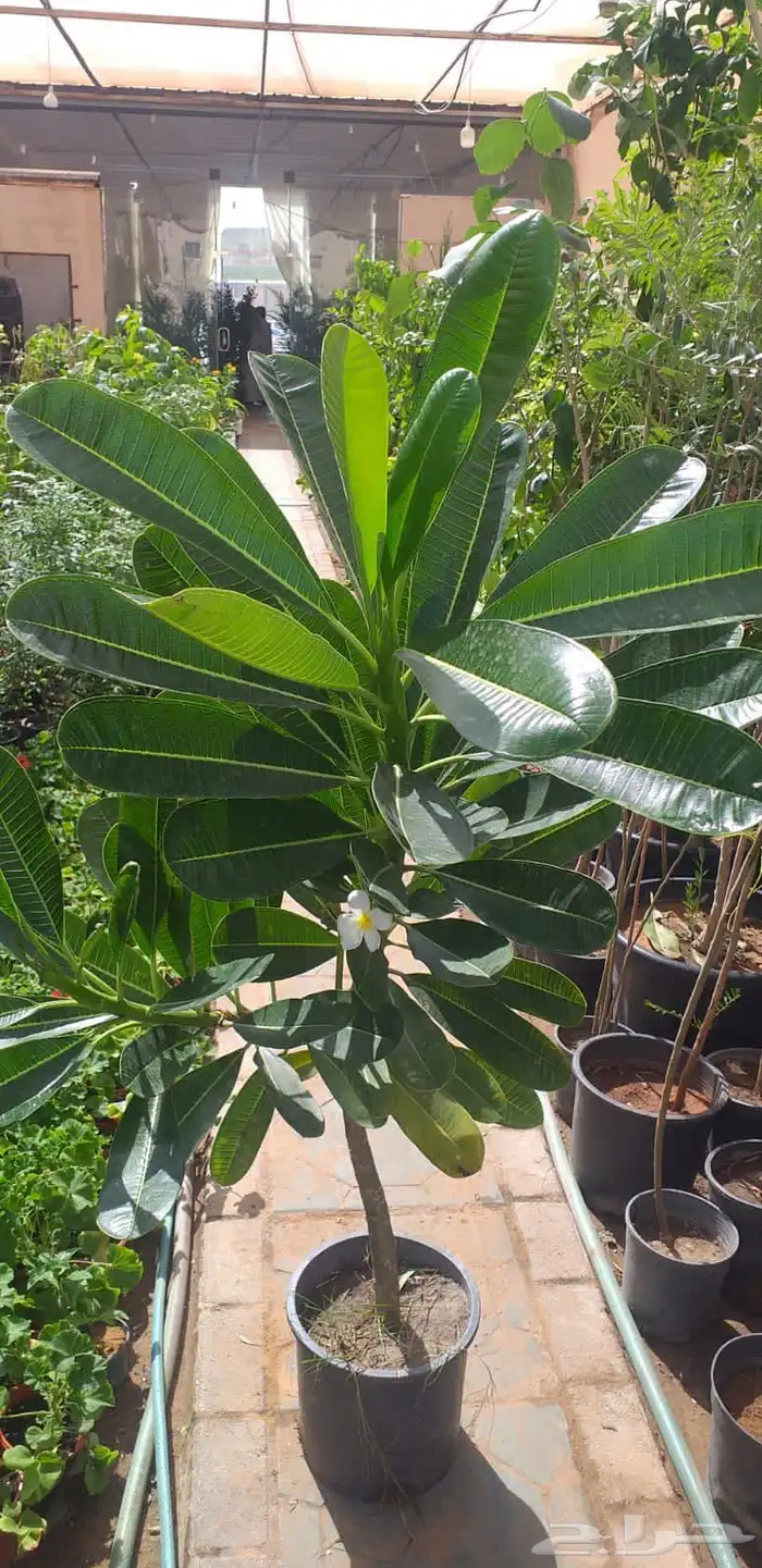 مشاتل تنسيق الحد ايق 7