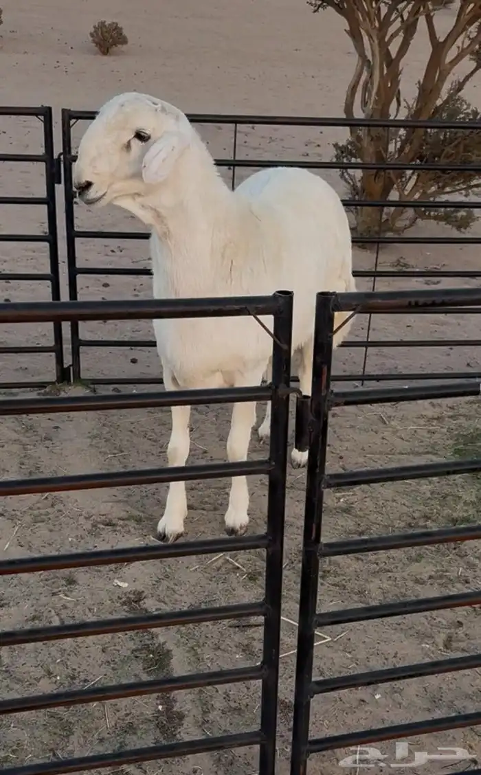 مشروع فحل حري فاخر 0