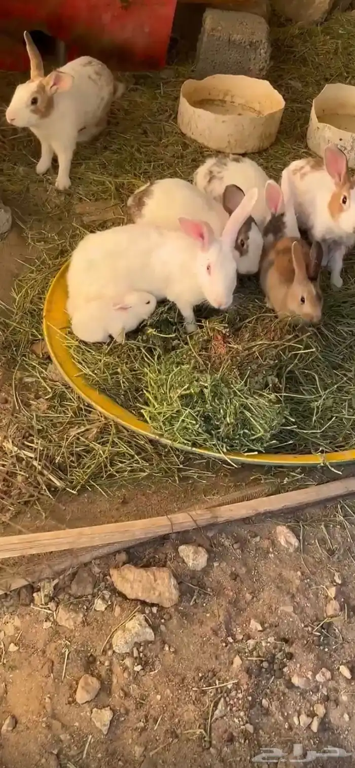 ارنب بلدي اصيل ومعه 2فرنسيه 2