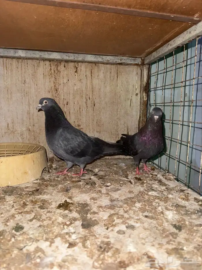 للبيع قلابي 1