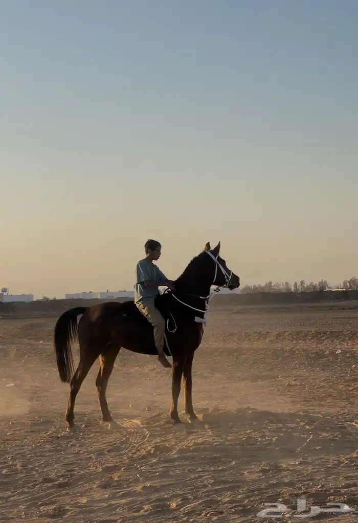 حصان شعبي شيخ 2