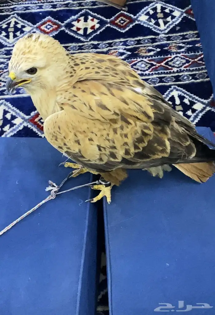 الطير للبيع 0