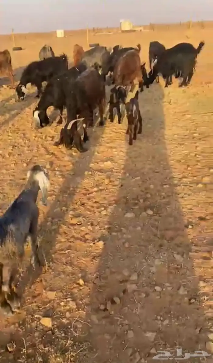 ماعز مواليد للبيع 0