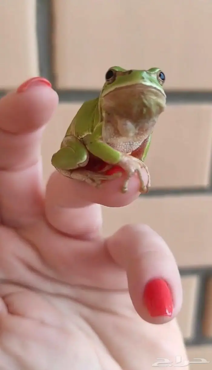 ضفدع الشجرة tree frog 0