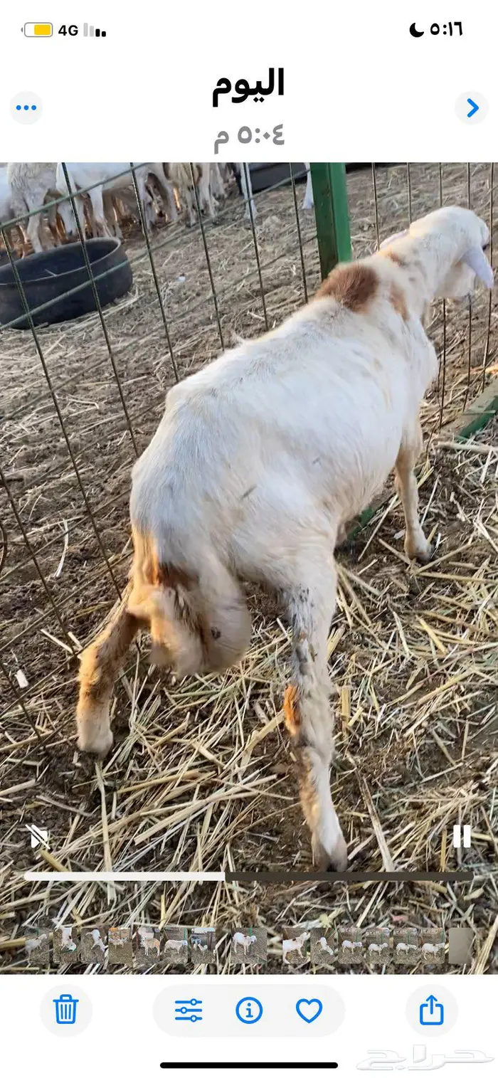 طلي رفيدي للبيع الحد 900 3