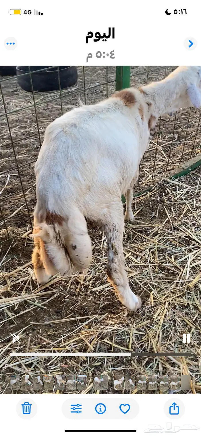 طلي رفيدي للبيع الحد 900 0