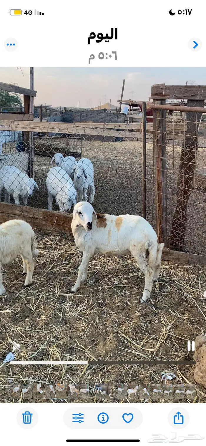 طلي رفيدي للبيع الحد 900 1