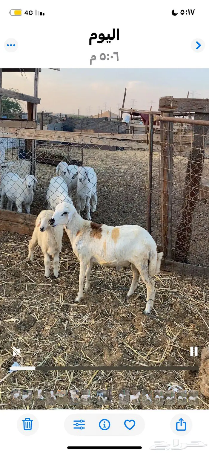 طلي رفيدي للبيع الحد 900 4