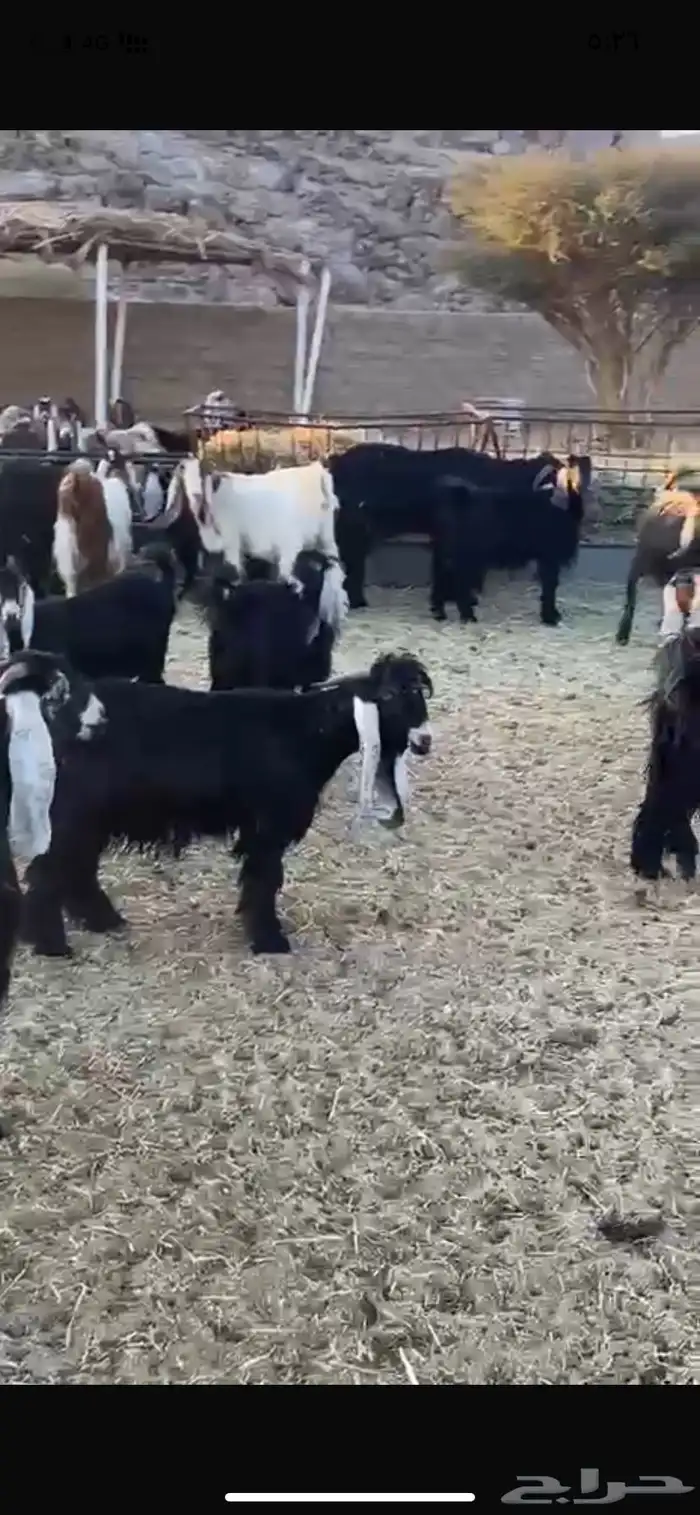 معزء طيبه خلفات ودفيع وفحولها معها 5